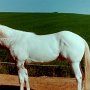 Appaloosa 2 (4)